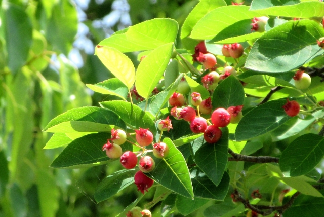 11月　植栽　人気　ジューンベリー　御庭番.com