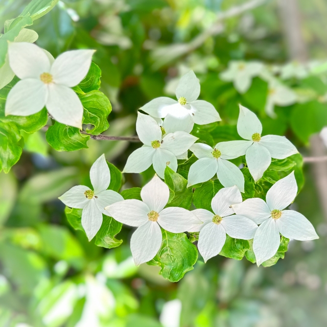 11月　人気　ヤマボウシ　植栽　御庭番.com