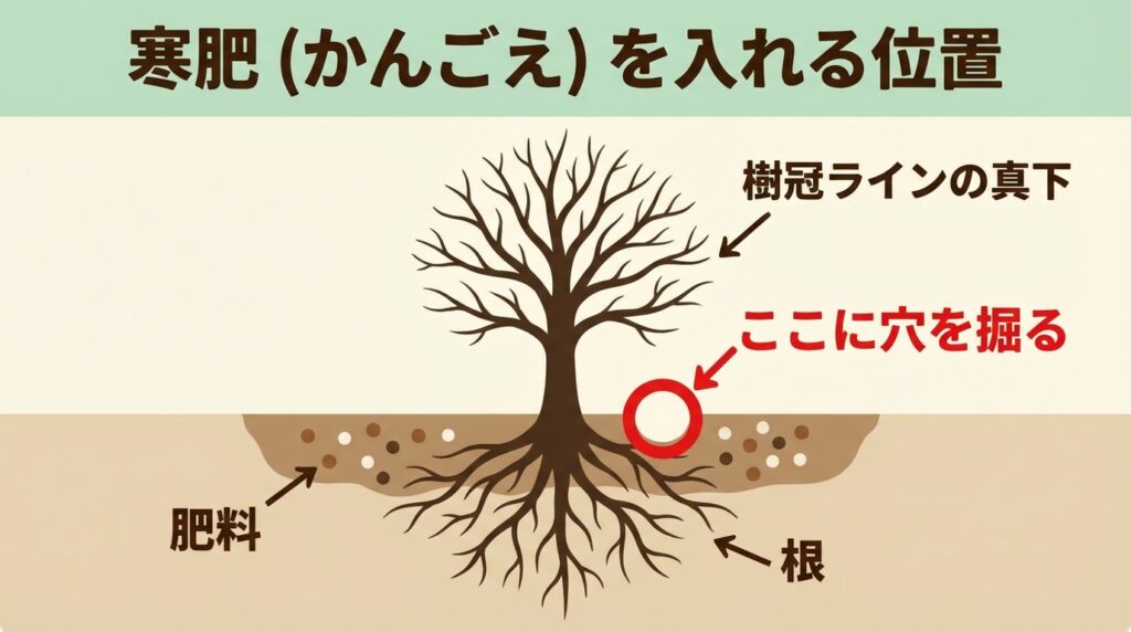 樹冠ラインの図解 - 肥料を入れる位置