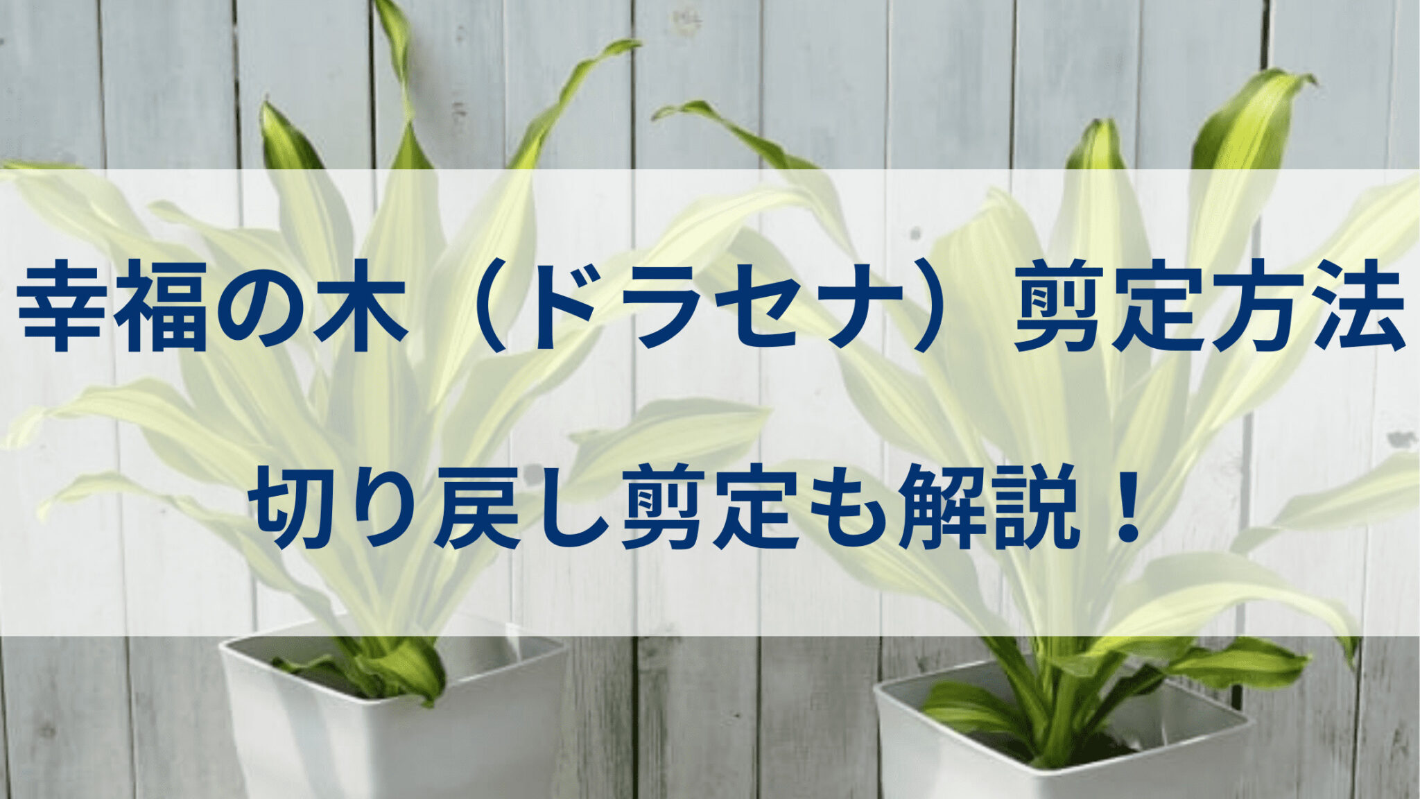 ドラセナ 剪定方法 – 伸びすぎた枝の剪定方法 | 【ドラセナ】育て方の基本を庭師が伝授 – GVAPAZ