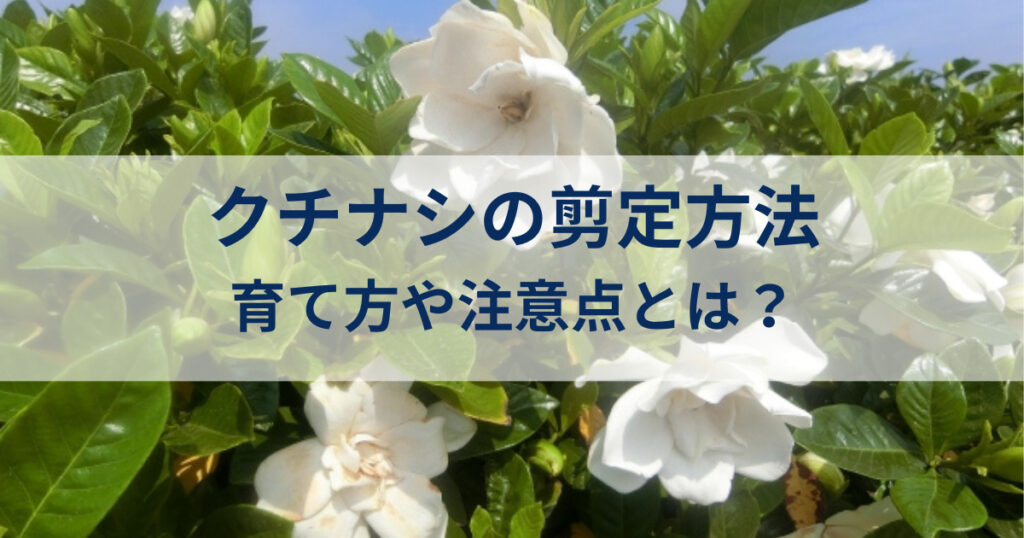 クチナシの花を咲かせる剪定方法:育て方と注意点を合わせて徹底解説します!