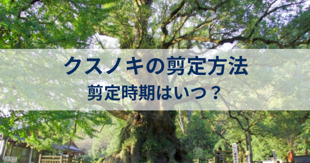 クスノキの剪定方法:剪定時期や必要道具をあわせて解説します!
