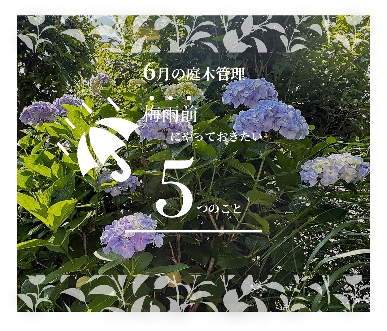 6月の庭木作業　梅雨前にやっておきたい5つのこと