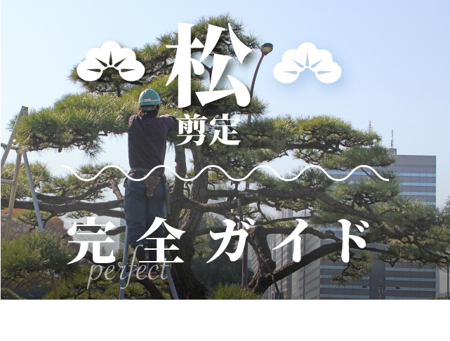 松の剪定完全ガイド