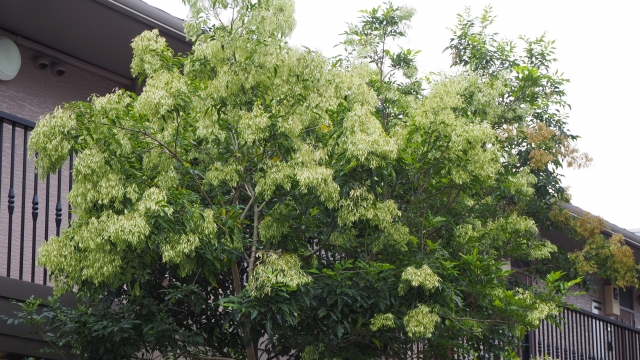 9月に植えるべき　シマトネリコ