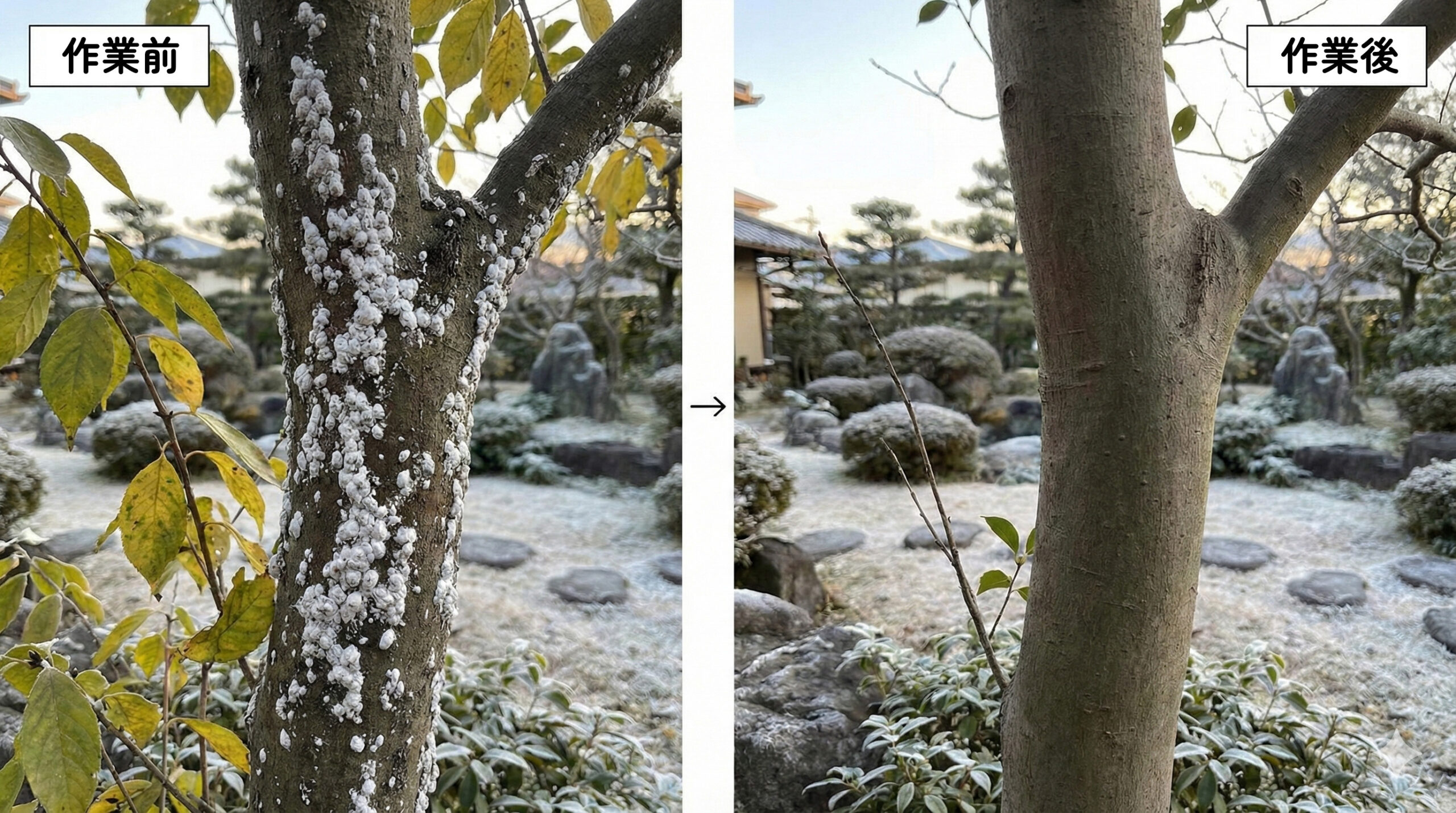 作業前/作業後:冬の害虫対策