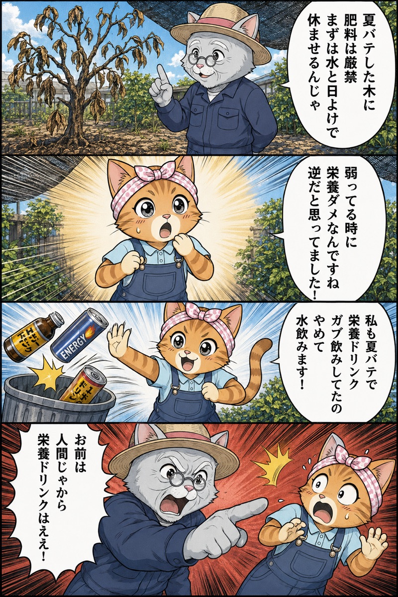 4コマ漫画:夏バテした木への肥料NGについて松之助と松葉が解説
